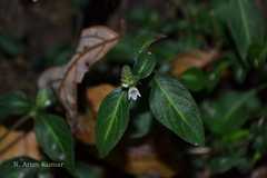 Lepidagathis incurva